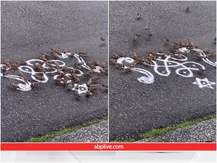 group of birds arrived to eat Rangoli made from rice flou चावल के आटे से बनाई रंगोली तो खाने पहुंचा पक्षियों का दल, Video ने जीता दिल