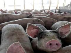 कर्नाटक के सुअरों में पाया गया अफ्रीकन स्वाइन फ्लू, प्रशासन हुआ अलर्ट, रोकने के प्रयास शुरू