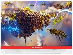 क्या सच में मधुमक्खियों का एक झुंड पैदा कर सकता है 1000 वोल्ट की बिजली? जानिए क्या कहते हैं शोधकर्ता