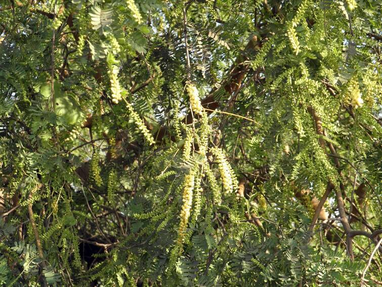 Puja Niyam : Do not puja of these tree and plant on Sunday know about plant worship rules Puja Niyam : રવિવારે ન કરવી જોઈએ આ છોડ-વૃક્ષની પૂજા, આવે છે દરિદ્રતા