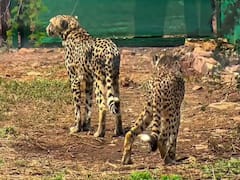 PM Modi: మీ అందరికీ ఓ గుడ్ న్యూస్, ఆ చీతాలన్నీ ఆరోగ్యంగా ఉన్నాయ్ - ప్రధాని మోదీ ట్వీట్