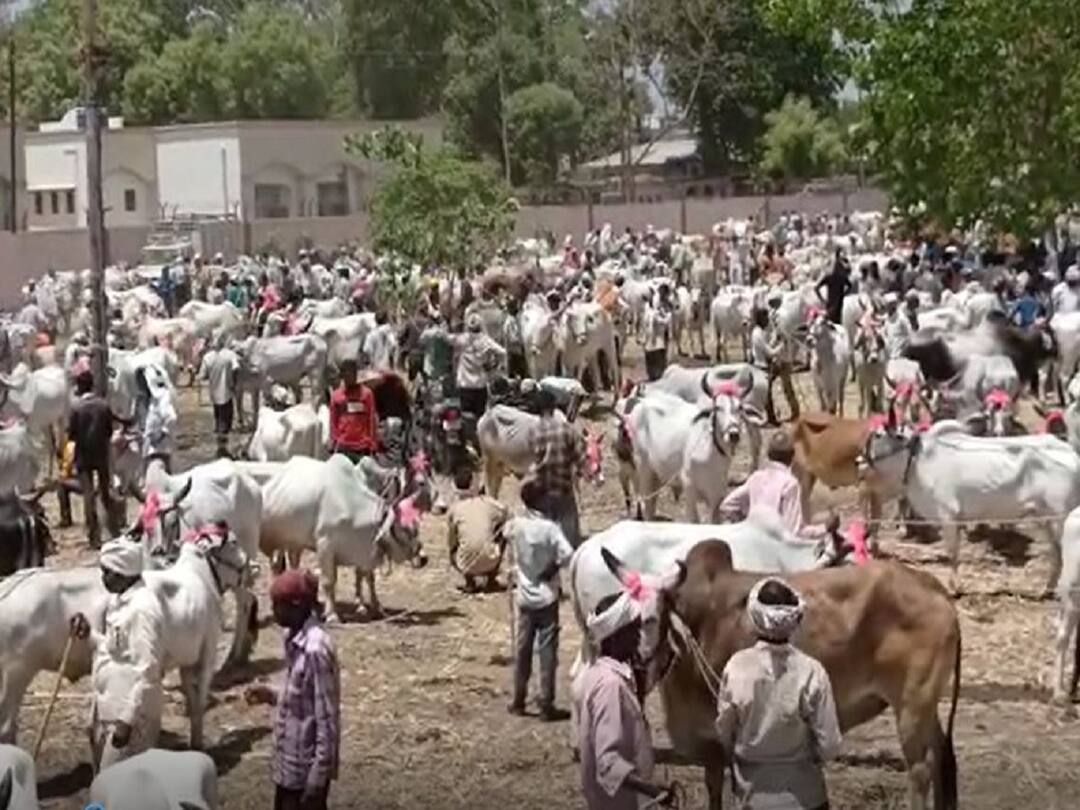 Lumpy Skin Disease Nandurbar Agricultural Produce Market Committee Cattle market closed in Nandurbar district due to lumpy disease Lumpy Skin : लम्पी आजारामुळं गुरांचे बाजार बंद, नंदूरबार कृषी उत्पन्न बाजार समितीमधील लाखो रुपयांची उलाढाल ठप्प
