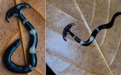 Viral Video: ਕੀ ਤੁਸੀਂ ਕਦੇ ਦੇਖਿਆ ਹੈ ਅਜਿਹਾ ਅਜੀਬ ਜੀਵ ਜੋ ਹੈਮਰਹੈੱਡ ਸ਼ਾਰਕ ਵਰਗਾ ਦਿਖਾਈ ਦਿੰਦਾ ਹੈ, ਨਹੀਂ ਹੋਵੇਗਾ ਅੱਖਾਂ 'ਤੇ ਯਕੀਨ