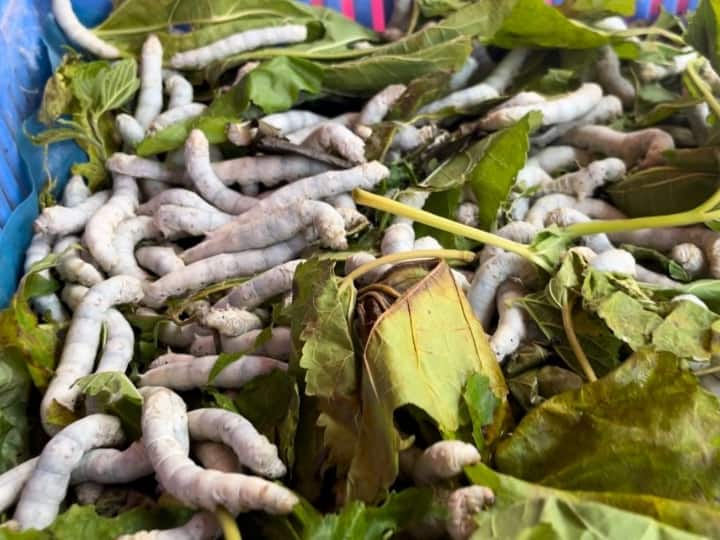 Chhattisgarh News Raipur Silk sarees are made from mulberry silk worms Know specialty ANN Raipur: इस कीड़े के बिना नहीं तैयार हो सकती रेशम की साड़ियां, जानिए- मलबरी सिल्क कीड़ों की खासियत