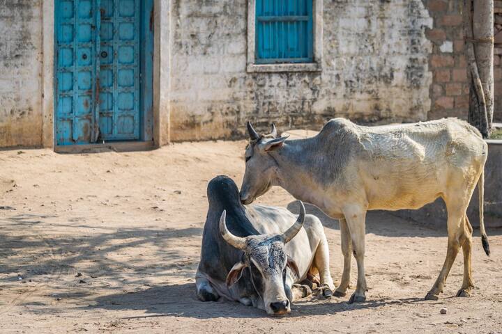 लम्पी या संसर्गजन्य आजारामुळं गुरांच्या खरेदी विक्रीतून त्याचा प्रादुर्भाव वाढू नये  यासाठी बाजार बंद करण्यात आले आहेत. मात्र, यामुळं धुळे बाजार समितीत 35 कोटी रुपयांची उलाढाल ठप्प झाली आहे.