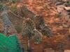 Namibia Cheetah Released: नामीबिया से लाए गए 2 चीते बड़े बाड़े में छोड़े गए, कूनो में 50 दिन तक क्वारंटीन में थे