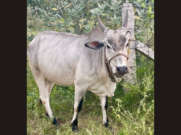 Chandran then showed some candid photos of a cow that she had taken while there. Her followers praised her in the comments for sticking to her origins and praised her for being so simple. (Image Source: Instagram)