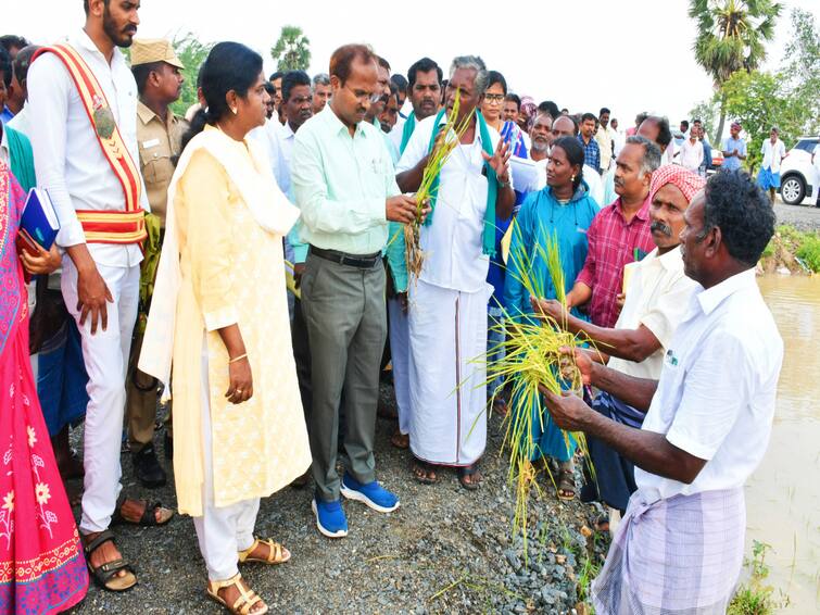 Mayiladuthurai: Rain-damaged samba paddies in Mayiladuthurai Collector visiting TNN மயிலாடுதுறையில் மழையால் பாதிக்கப்பட்ட சம்பா நெற்பயிற்கள் -  கலெக்டர் நேரில் பார்வை
