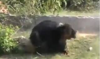 Shocking Video: ਭਾਲੂ ਨੇ ਤਿੰਨ ਲੋਕਾਂ 'ਤੇ ਕੀਤਾ ਜਾਨਲੇਵਾ ਹਮਲਾ, ਵੀਡੀਓ ਦੇਖ ਕੇ ਉੱਡ ਜਾਣਗੇ ਹੋਸ਼