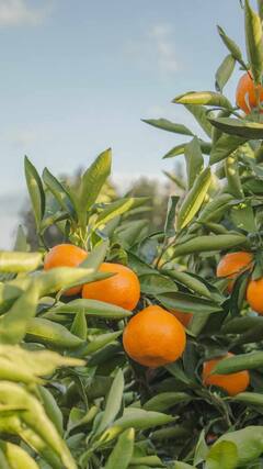 Orange Benefits : हिवाळ्यात संत्री आरोग्यासाठी बहुगुणी! वाचा फायदे