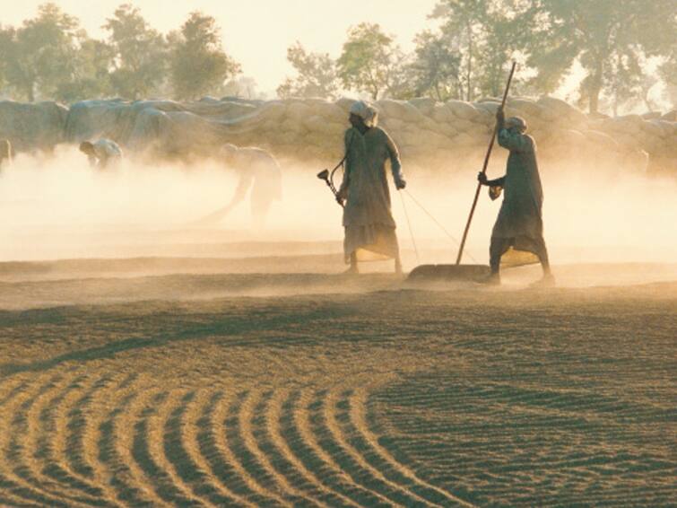 MSP Worth Over Five Thousand Crores Released Directly Into Accounts Of Nearly 1 Lakh Farmers: Punjab Min MSP Worth Over Five Thousand Crores Released Directly Into Accounts Of Nearly 1 Lakh Farmers: Punjab Min