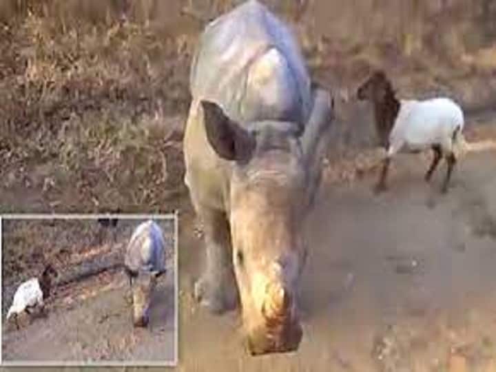 Baby rhino imitates goat, viral video will make you go aww Watch video: திங்கட்கிழமையே சோர்வா இருக்கீங்களா? ஆட்டுக்குட்டி, காண்டாமிருகமும் செய்யும் இந்த க்யூட் சேட்டையை பாருங்க..