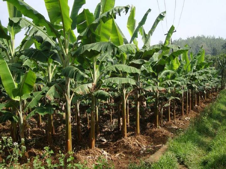 Thanjauvr: Horticluture Expert explains How to take maintai horticulture while heavy rainy season? TNN கனமழை நேரத்தில் தோட்டக்கலை பயிர்களை பாதுகாப்பது எப்படி? - விவசாயிகளுக்கு ஆலோசனை