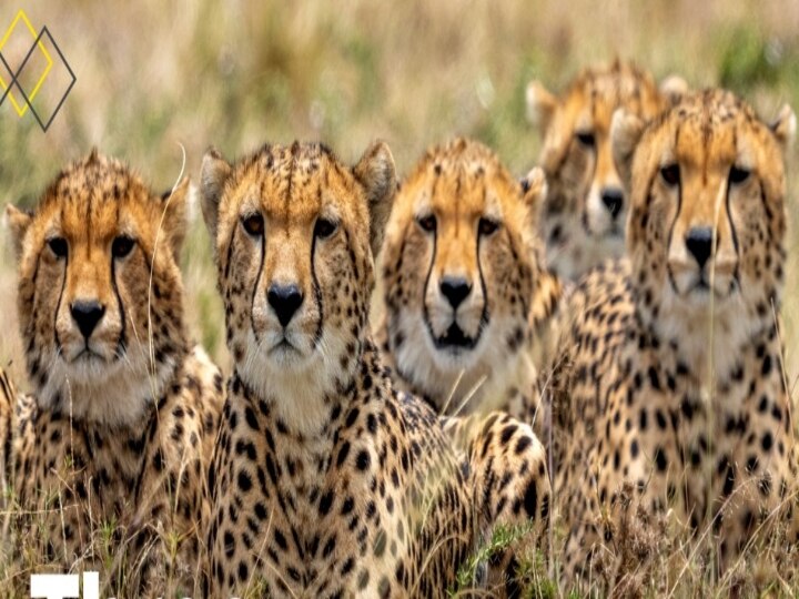 Kuno Cheetah First Kill:  இந்தியாவில் முதல் வேட்டை..! அதிகாரிகளை ஆச்சரியப்பட வைத்த சிவிங்கிப்புலிகள்..!