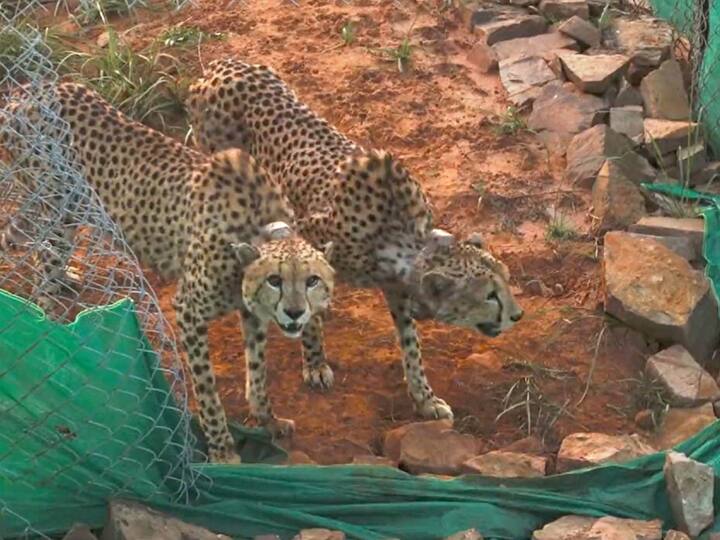 The two cheetahs hunted down their first prey within 24 hours of being released into the bigger enclosure in Kuno National Park. Eight cheetahs  were brought to India from Namibia on September 17 this year 70 years after they were declared extinct in the country. Image Source: PTI