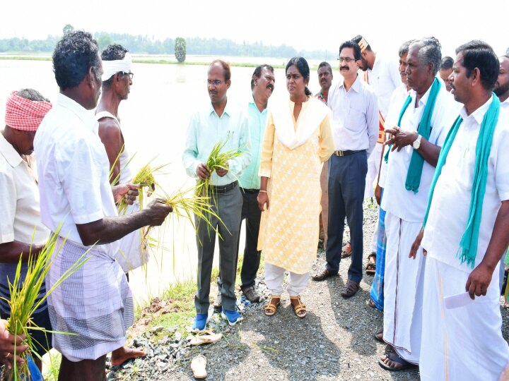 மயிலாடுதுறையில் மழையால் பாதிக்கப்பட்ட சம்பா நெற்பயிற்கள் -  கலெக்டர் நேரில் பார்வை