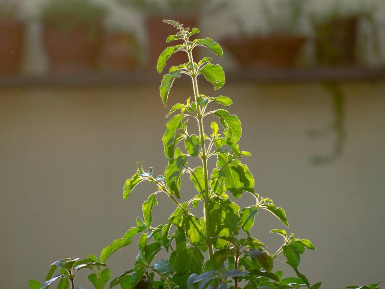 vastu tips how tulsi plants at home will change your fortune తులసి మొక్క మీ ఇంట్లో ఈ దిక్కున ఉంటే సిరిసంపదలకు లోటుండదు