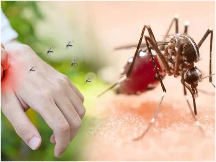 lucknow a helpline number has been released after up experienced surge in dengue cases ann UP Dengue Cases: यूपी में बढ़ रहे डेंगू के मामले, 9000 के करीब पहुंचा केस, हेल्पलाइन नंबर जारी