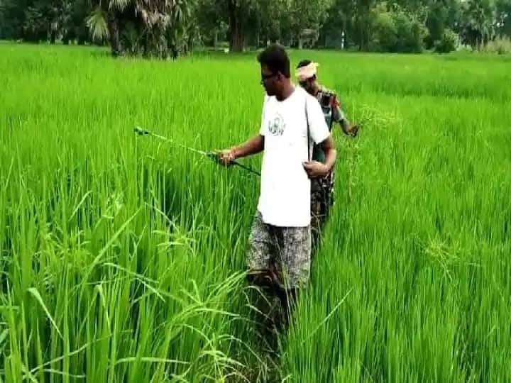 Agriculture News Wheat Cultivation has been sown in 3.32 crore hectares in the country  Wheat Cultivation : यंदा देशात गव्हाची विक्रमी लागवड, कडधान्यासह तेलबियांच्या पेरणीतही वाढ, वाचा सविस्तर आकडेवारी...