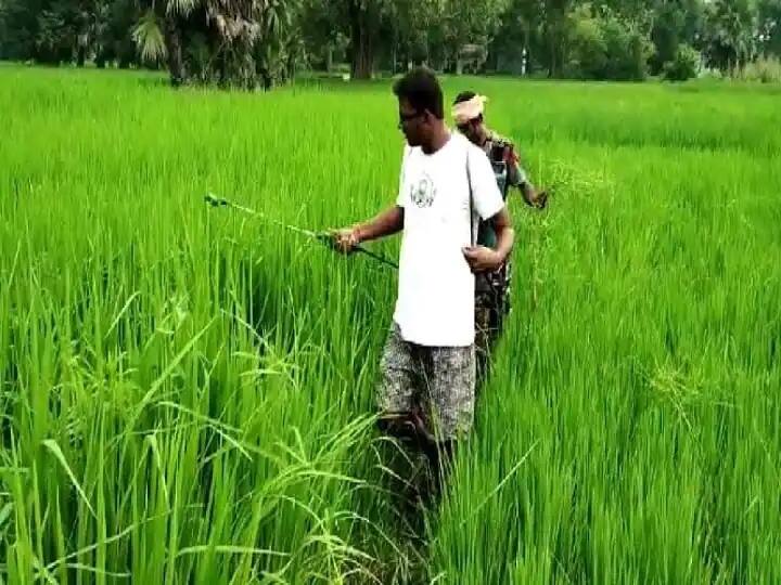 Wheat production has increased in 5 states of India Crop Cultivation: धान की पैदावार घटी तो इन 5 राज्यों में गेहूं का रकबा बढ़ गया केंद्र सरकार ने उठाये ये कदम