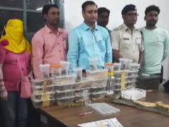 अजगर, सांप, गिरगिट और मकड़ियों के साथ महिला तस्कर गिरफ्तार, इतने करोड़ है बरामद सांपों की कीमत