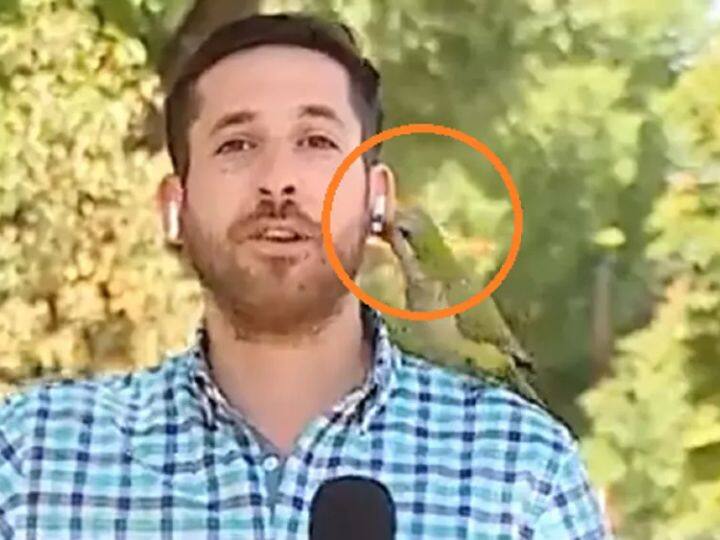 Viral Video marathi News parrot steals reporter earphone on live tv video viral on social media Viral Video News : लाइव्ह रिपोर्टिंगदरम्यान पोपटाचा 'खेळ', रिपोर्टरसोबत केले असे काही...Video व्हायरल