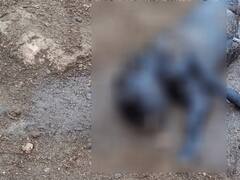 வித்தியாசமாக பிறந்த ஆட்டுக்குட்டி.... அரைமணி நேரத்தில் நேர்ந்த சோகம்..!