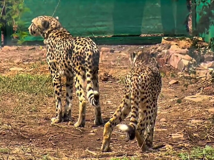 Kuno Cheetah First Kill:  இந்தியாவில் முதல் வேட்டை..! அதிகாரிகளை ஆச்சரியப்பட வைத்த சிவிங்கிப்புலிகள்..!