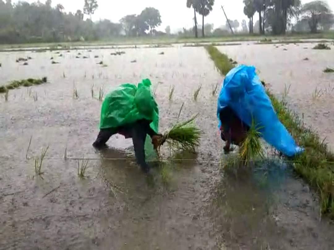 thiruvarur rain crop planting lady farmers TNN திருவாரூரில் கொட்டும் மழையில் நாத்து நடவு செய்த பெண் விவசாயிகள்