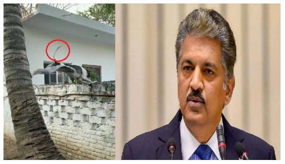 Anand Mahindra shares punny post as brilliantly unpredictable T20 World Cup 2022 inches closer to finals Anand Mahindra ਨੇ ਕੁੱਤੇ ਦੀ ਪੂਛ ਤੋਂ ਪੁੱਛਿਆ ਟੀ-20 ਵਿਸ਼ਵ ਕੱਪ ਦੇ ਫਾਈਨਲ 'ਚ ਕੌਣ ਪਹੁੰਚੇਗਾ? ਮਿਲਿਆ ਇਹ ਜਵਾਬ, ਵੇਖੋ ਵੀਡੀਓ