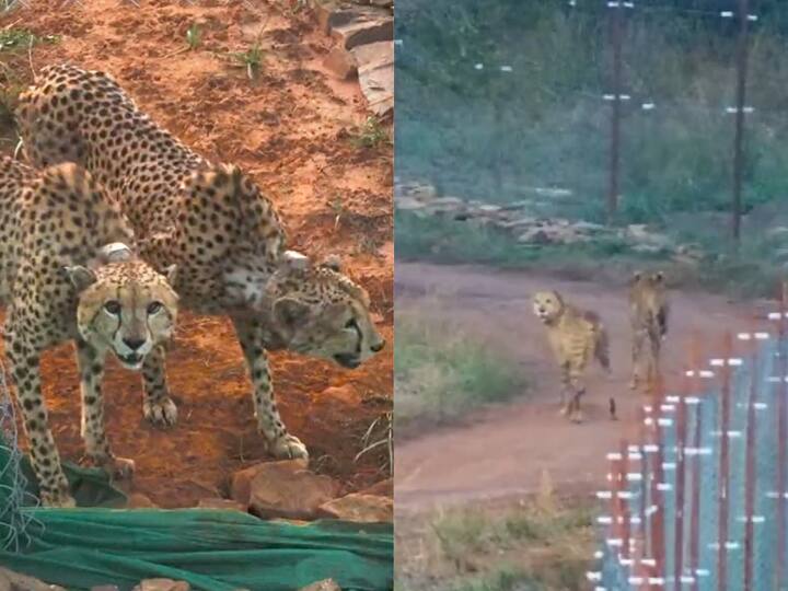 Two cheetahs were released from quarantine into a bigger enclosure in Madhya Pradesh's Kuno National Park where they killed their first prey within 24 hours of being released.