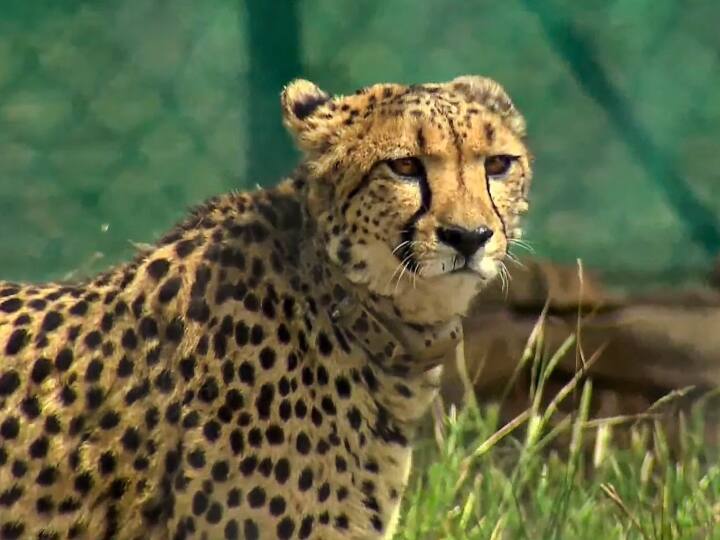 Fourteen Cheetahs will come to India from Africa over next five years marathi news आफ्रिकेतून आणखी 14 चित्ते येणार; संसदेत केंद्र सरकारची माहिती