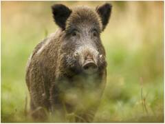 ओडिशा के बेरहामपुर गांव में जंगली सूअरों के हमले में एक बुजुर्ग महिला की मौत, 6 लोग घायल