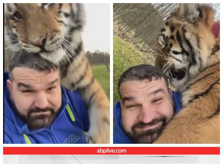 Man was taking selfie with tiger coming from behind पीछे से आ रहे बाघ के साथ ले रहा था सेल्फी, खतरनाक अंदाज में लगाया गले