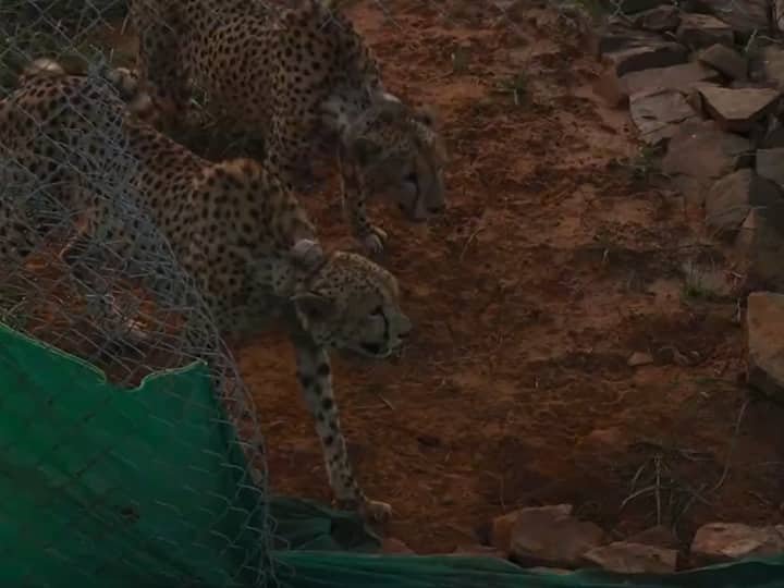 Two cheetahs roaming in Kuno National Park after they were released from mandatory quarantine into a bigger enclosure. Scrrenshot: Twitter/@PBNS_India