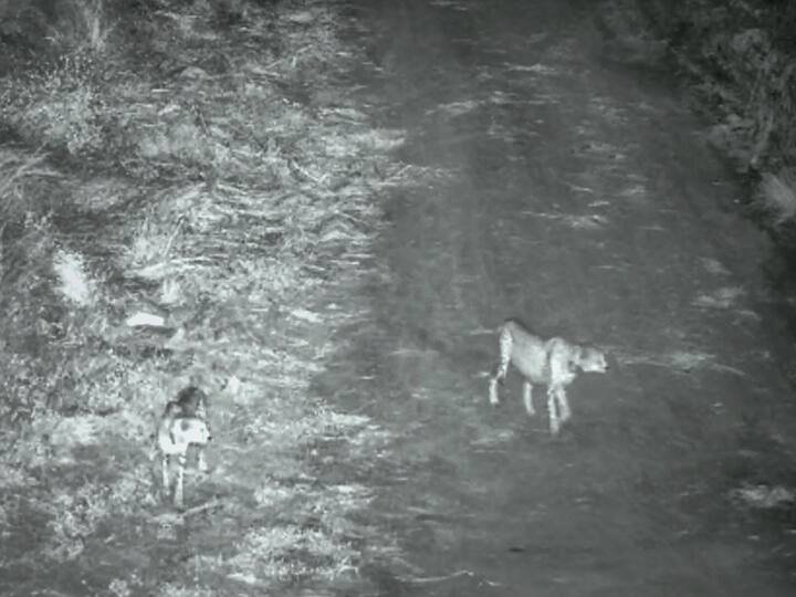 Kuno National Park was chosen among other potential sites that were evaluated for feasibility between 2010 and 2012 for establishing Cheetah populations in India. Image Source: PTI