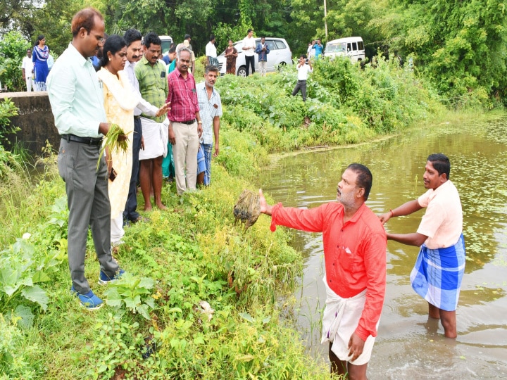 மயிலாடுதுறையில் மழையால் பாதிக்கப்பட்ட சம்பா நெற்பயிற்கள் -  கலெக்டர் நேரில் பார்வை