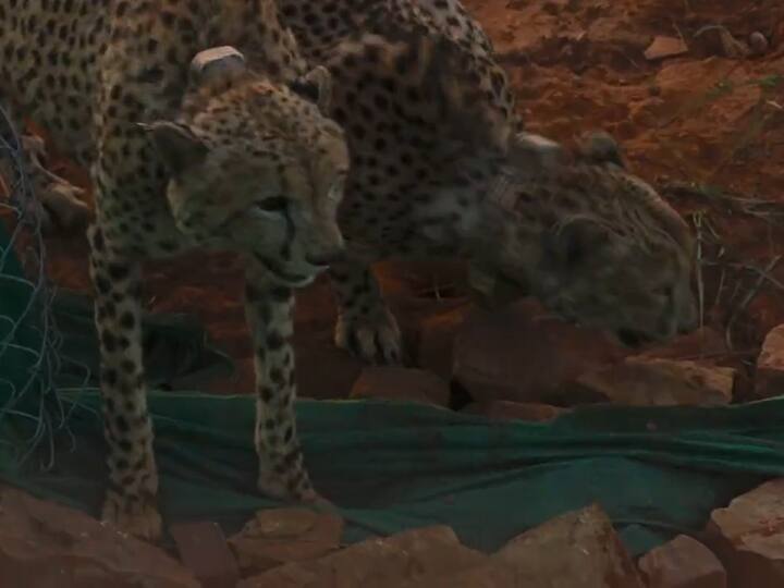 Under Cheetah reintorduction project, the cheetahs were brought to India to establish a viable cheetah metapopulation in India that allows the cheetah to perform its functional role as a top predator. Screenshot: Twitter/@PBNS_India