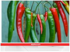 रोज भोजन में शामिल होती है मिर्च! फिर भी बहुत सारे लोग नहीं जानते इसके तीखेपन की वजह