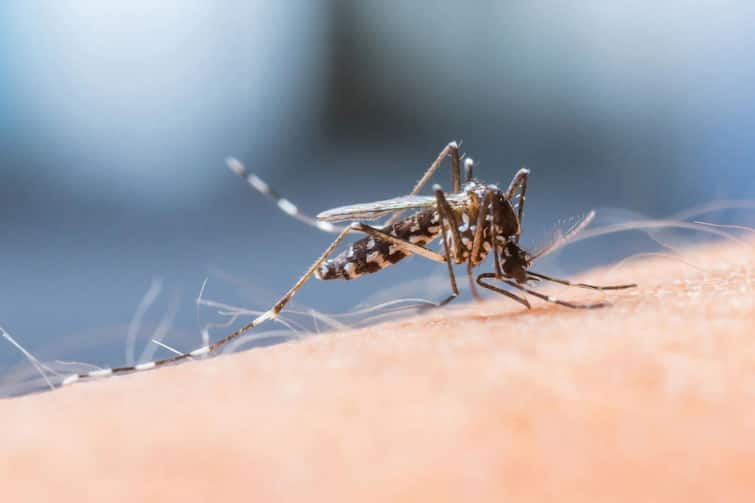 west bengal Concerned dengue situation in the state, chief secretary meeting with health secretary Dengue: রাজ্যে উদ্বেগজনক ডেঙ্গি পরিস্থিতি, স্বাস্থ্য সচিবের সঙ্গে বৈঠক মুখ্যসচিবের