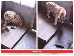 गुस्से में बाघिन ने कर दिया दिल दहलाने वाला कांड, चंद सेकंड में हुआ पछतावा