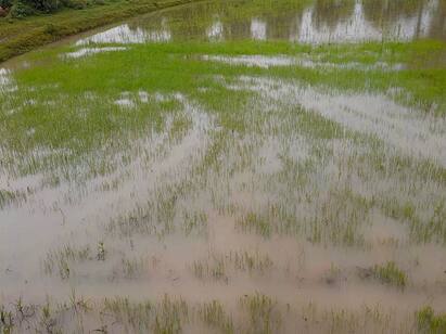 thiruthuraipoondi near river deselting problem TNN திருத்துறைப்பூண்டியில் கோரையாற்றில் மண்டிகிடக்கும் ஆகாயத்தாமரை -  அகற்ற விவசாயிகள் வலியுறுத்தல்