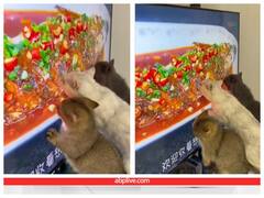 टीवी पर फेवरेट खाने को देख बेकाबू हुई बिल्लियां, चाट-चाट कर पूरी की इच्छा