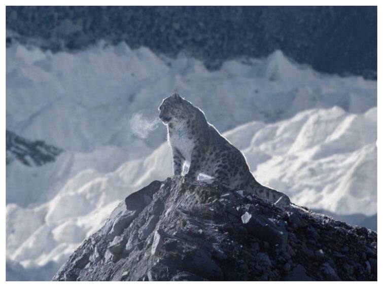 Spectacular Image Of Snow Leopard Sitting Atop 'Field Of Ice Pinnacles' Leaves Netizens In Awe Spectacular Image Of Snow Leopard Sitting Atop Icy Himalayas Leaves Netizens In Awe