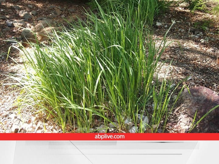 वहीं माना जाता है कि कुश मां सीता के केश से बना है. इसलिए इसी बेहद पवित्र माना जाता है.  ग्रहण काल में तुलसी के साथ-साथ हर वस्तु में कुश डालने की भी मान्यता है.