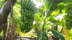 Aurangabad: नैसर्गिक पद्धतीने पिकवलेल्या 'केळी'तून लाखो रूपयांचा नफा, पहा फोटो