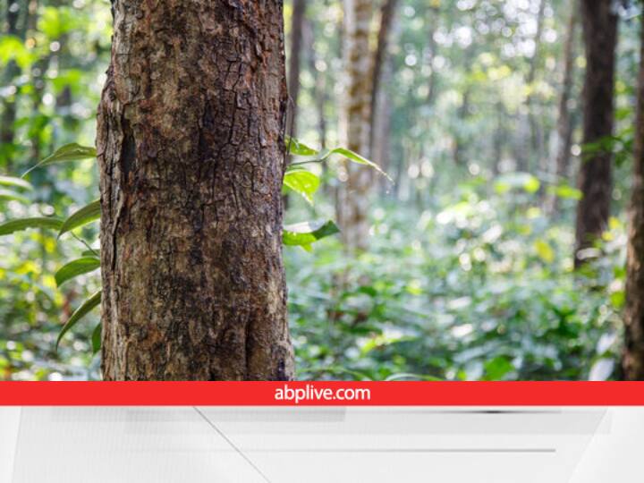 Sandalwood Farming: बहुत महंगा बिकता है चंदन... तो जानते हैं आप भी इसे उगाकर कैसे कर सकते हैं मोटी कमाई