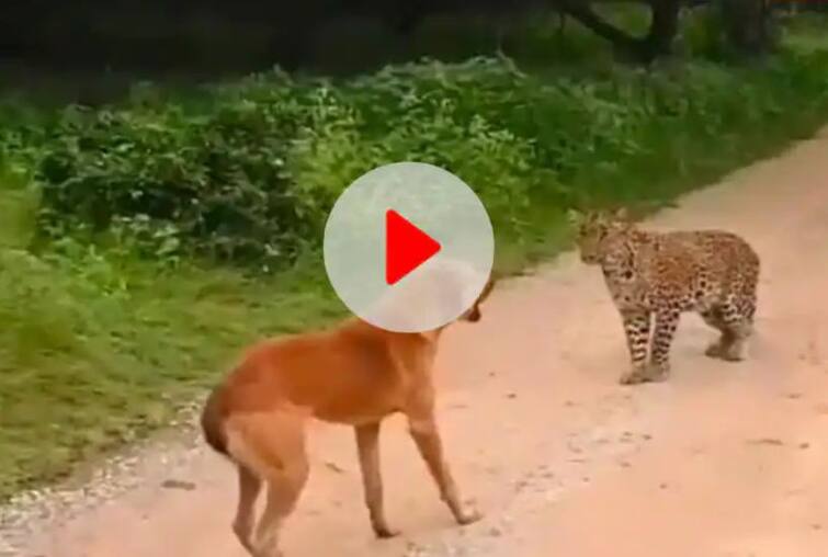 leopard scared off barking dog funny wildlife viral video on social media Shocking Video: ਕੁੱਤੇ ਦੇ ਭੌਂਕਣ ਤੋਂ ਡਰ ਗਿਆ ਚੀਤਾ, ਵੀਡੀਓ ਦੇਖ ਕੇ ਨਹੀਂ ਰੁਕੇਗਾ ਹਾਸਾ