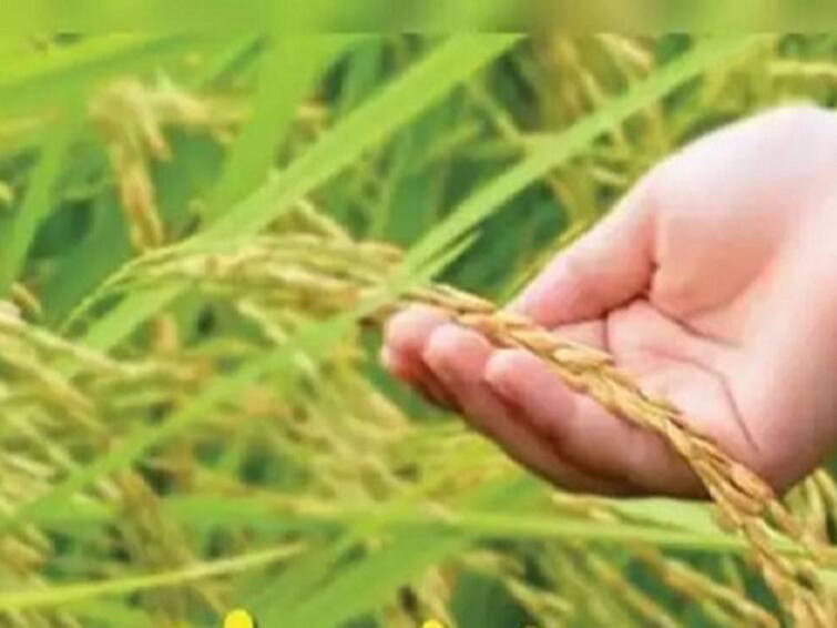 Crop Insurance scheme for farmers November 15th is the last date to apply for the crop insurance scheme விவசாயிகள் கவனத்திற்கு... வரும் 15ம் தேதி பயிர் காப்பீடு செய்ய கடைசி நாள்!