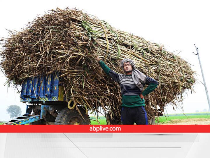 sugarcane production 5,000 lakh metric tonnes has been produced in session 2021-22 Sugarcane Production: शानदार! गन्ना उत्पादन ने तोड़ दिए सारे रिकॉर्ड, देश में 5 लाख मीट्रिक टन हुई पैदावार